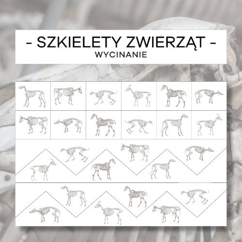 Szkielety zwierząt cz. 1 - wycinanie