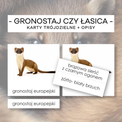 Gronostaj czy łasica - karty trójdzielne 6 szt. + opisy