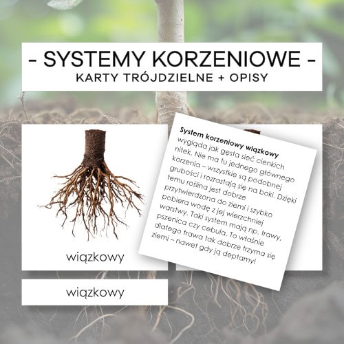 Systemy korzeniowe - karty trójdzielne + opisy