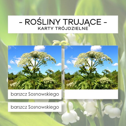 Rośliny trujące Polski - karty trójdzielne 10 szt.