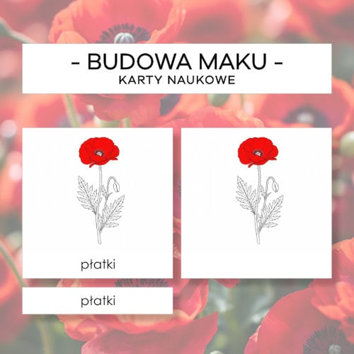 Budowa maku polnego - karty naukowe 7 szt.