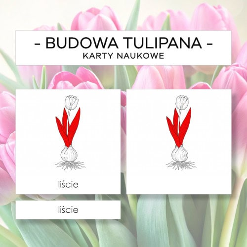 Budowa tulipana - karty naukowe 6 szt.