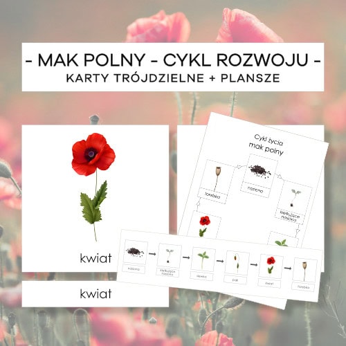 Mak polny – cykl rozwoju – karty trójdzielne 6 szt. + plansze 2 szt.