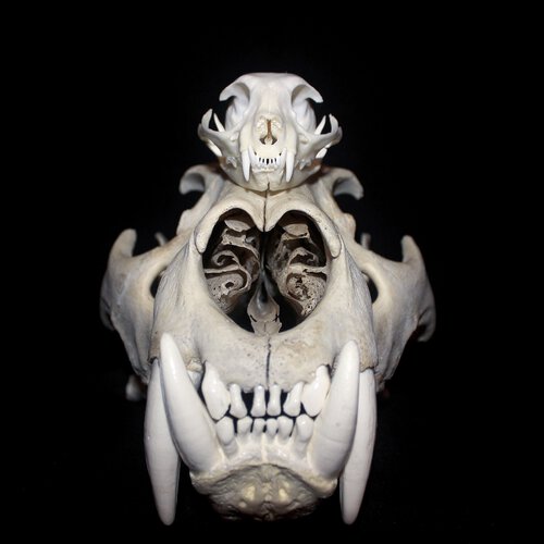 Animal Bones/Supplies