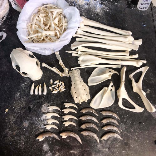 Headless Two-Toed Sloth Skeleton