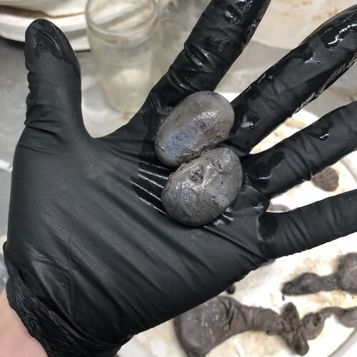 Preserved Sloth Kidney