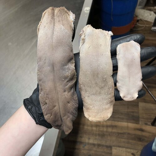 wolf tongue, cougar tongue, lynx tongue