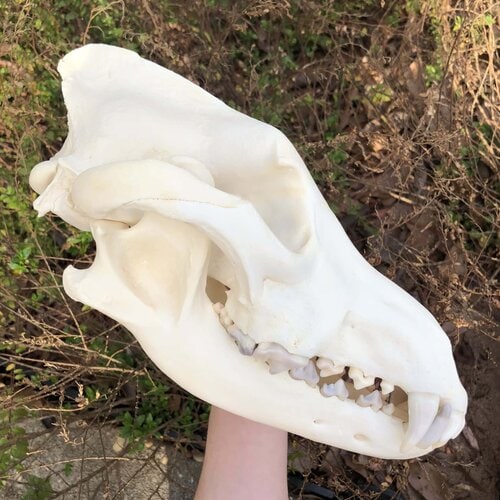 wolf skull side view