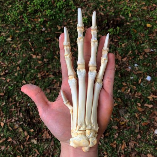 articulated wolf paw skeleton bones