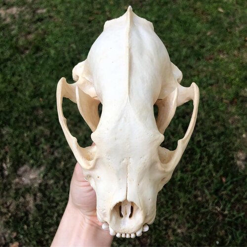 wolverine skull top view