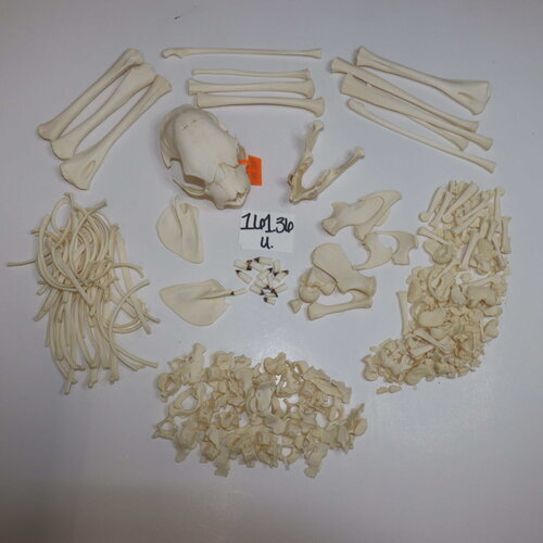 Sloth Skeleton