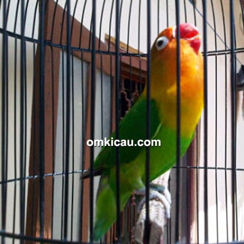 Lovebird Seiryu