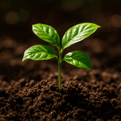 a younf coffee seedling growing in fertile soil ready to be planted out to grow to fruition
