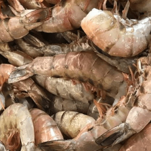 Shell on Shrimp (u8-u12)