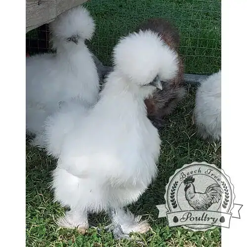 USA Silkie hatching eggs of mixed colours