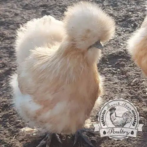 6 x Lucky Dip Bantam Hatching Eggs - Mixed Breed Selection for Sale