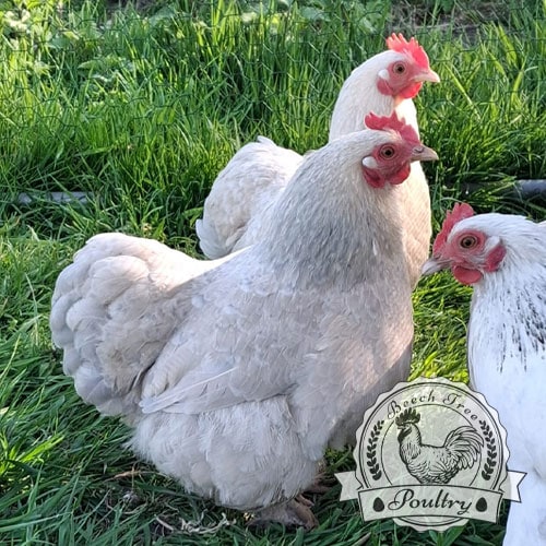Mix-Pekin-Hatching-Eggs-for-sale-uk
