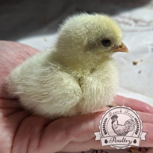 Pilkies-Rare-Pekin-x-USA-Silkie-Hatching-Eggs