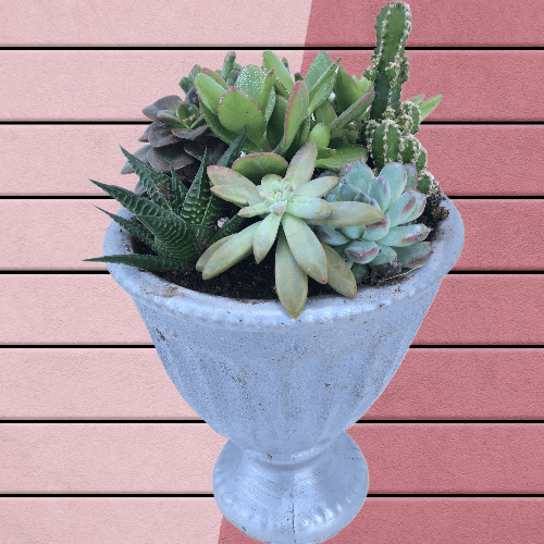 Gold Serisi Saksıda Sukulent Aranjmanı