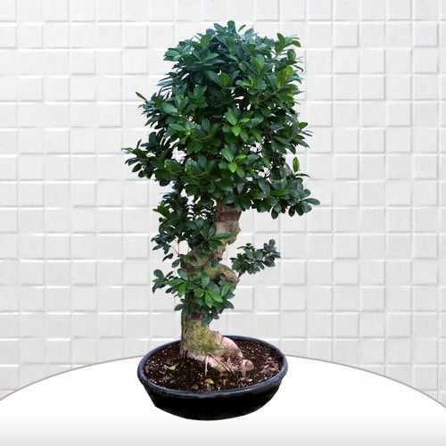 Büyük Boy Carmona Bonsai Agaç 2 - Görsel 2