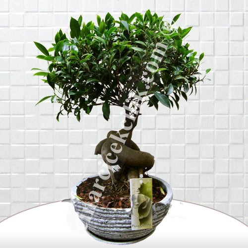 Beyaz Saksı Ficus Bonsai