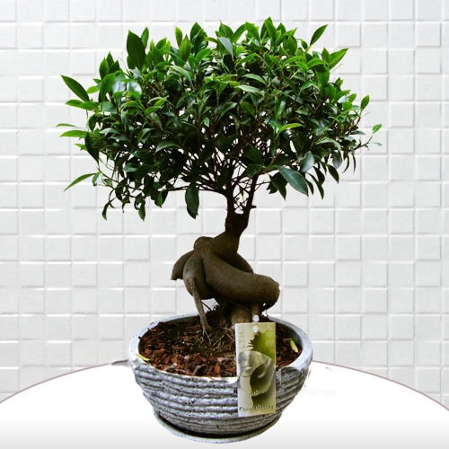 Beyaz Saksı Ficus Bonsai - Görsel 2