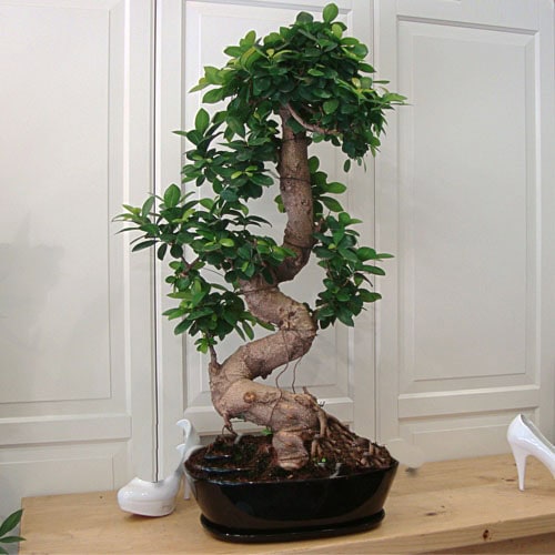 Ginseng Bonsai Ağaç (90 cm) - Görsel 2