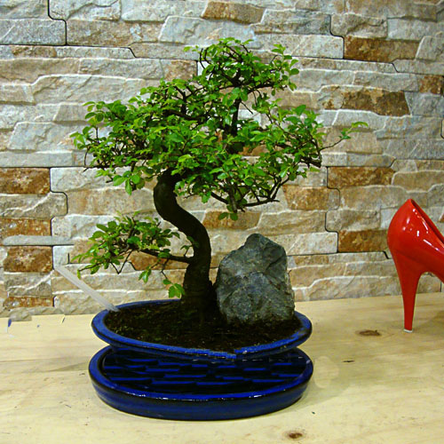 Zelkova Bonsai Ağaç Kayalı - Görsel 2