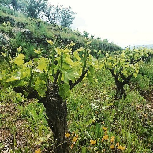 Viñas de rufete