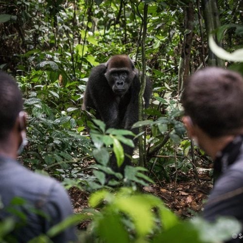 Fleuve Congo gorille