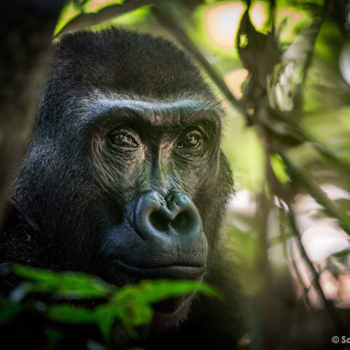 Préservation Congo - Animaux