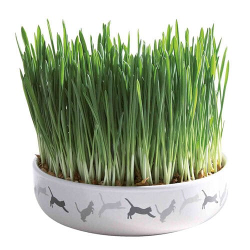 Hierba Gatera con Bol de Cerámica