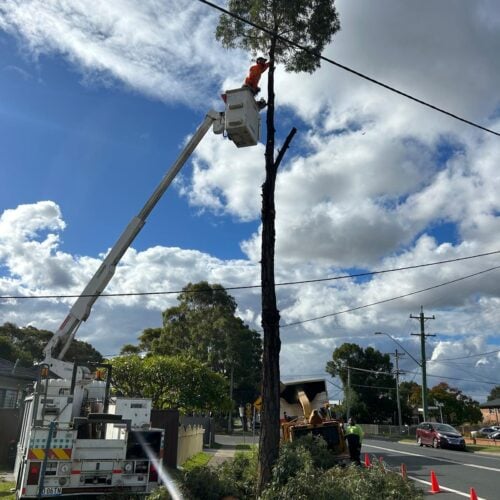tree removal northen beaches 27