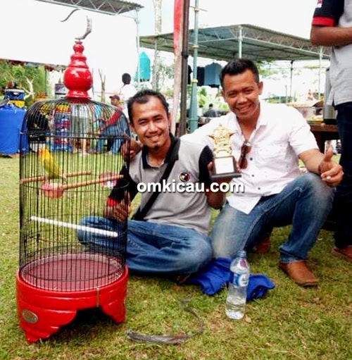 cara merawat lovebird