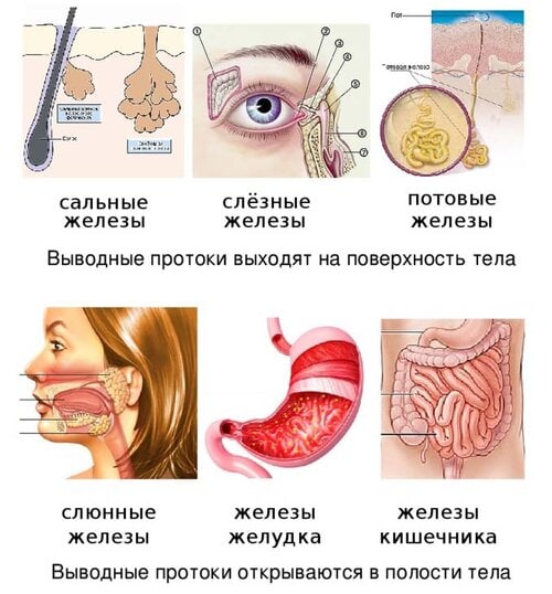 Разница между Эндокринной и Экзокринной системой 3 Железы внешней секреции Экзокринной системы