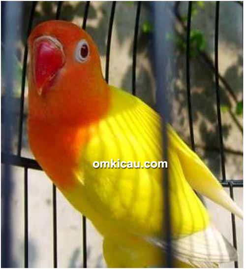 Lovebird Sinok