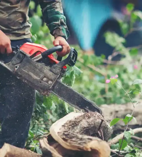 Tree Removal Waitara