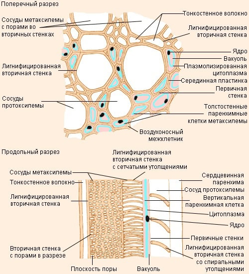 Разница между Протоксилемой и Метаксилемой 3 Разница между Протоксилемой и Метаксилемой
