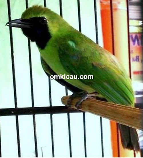 Cucak hijau Wareng
