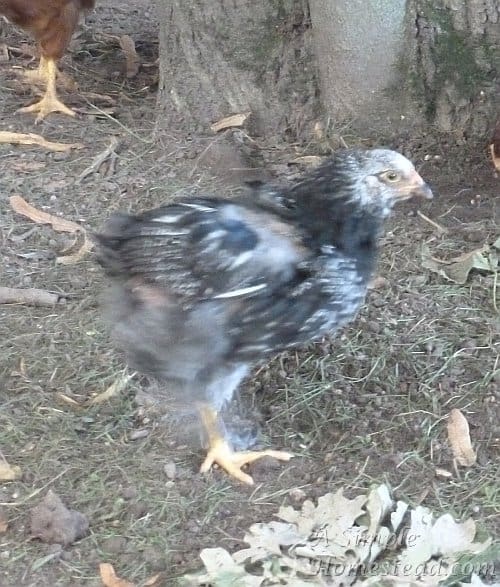 Brahma rooster