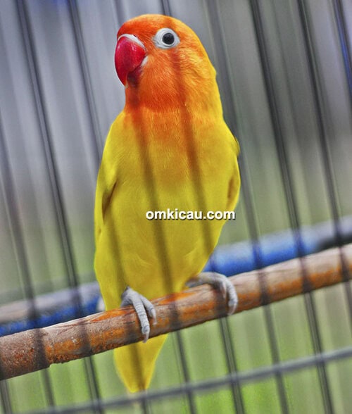 Lovebird Monalisa