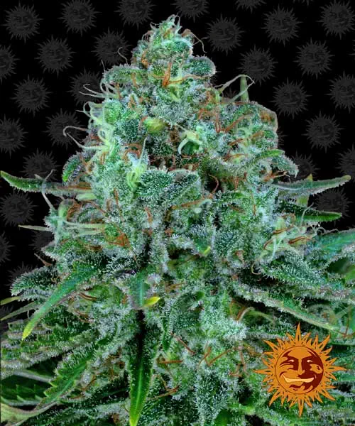 Critical_Kush