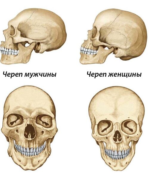 Разница между Мужским и Женским скелетом 4 Череп мужчины и женщины