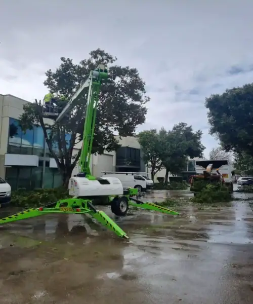Tree Removal Sydney, NSW