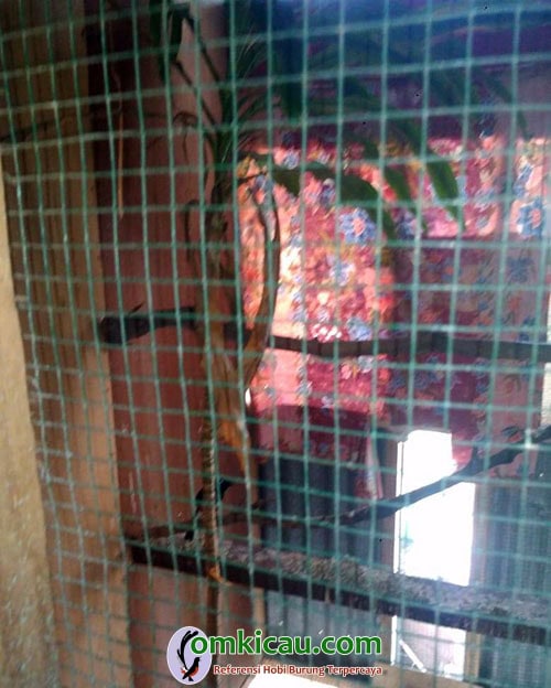 cara ternak burung murai batu