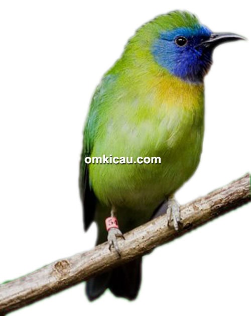 cara ternak burung kinoi cara ternak burung kinoi