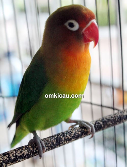 Lovebird Pretty