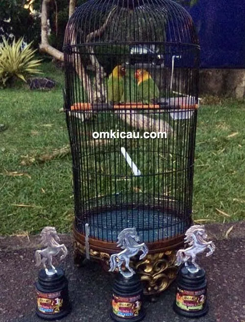 Lovebird HG