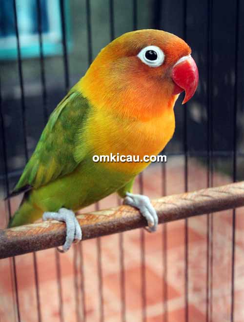 Lovebird Ming Ming