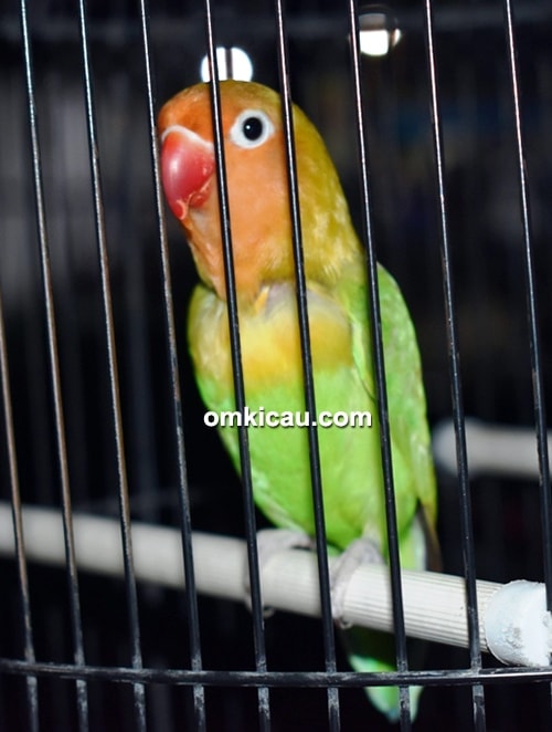 Lovebird Jablay Lovebird Jablay